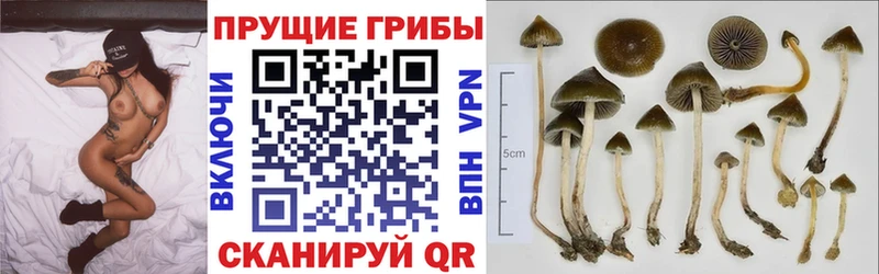 Псилоцибиновые грибы MAGIC MUSHROOMS Почеп
